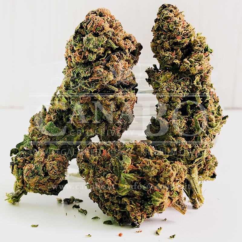 Cos'è l'erba legale o erba light e dove acquistarla - Cannabis Store  Moncalieri