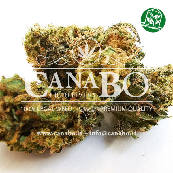 2 canabo amensia cannabis light cbd legale